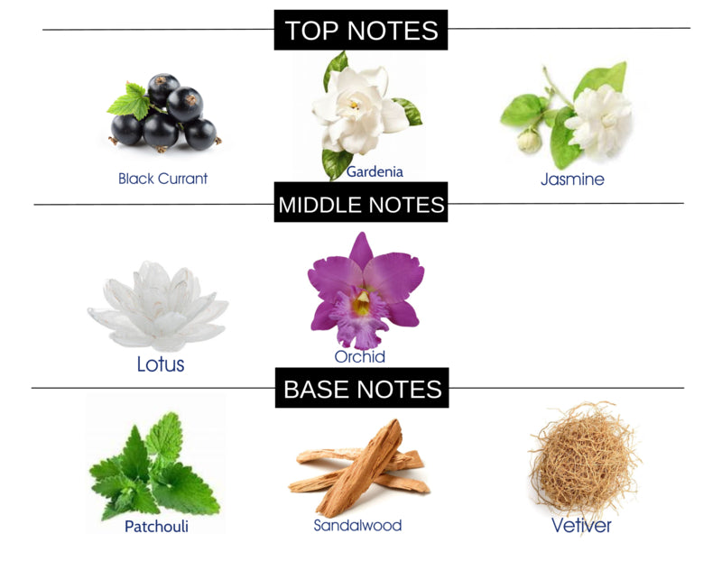 SWEET SENSUAL COMPARE TO BLACK ORCHID FRAGRANCE BODY BUTTER - Ceed Fragrances